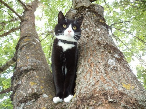 Mano katinas medyje