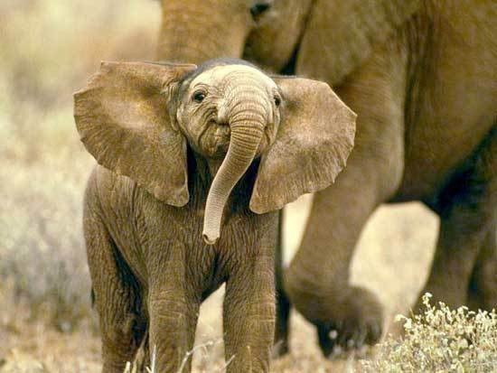 "užaugęs būsiu elefantas"