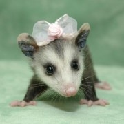 Oposumų princesė