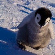 Pingviniukas